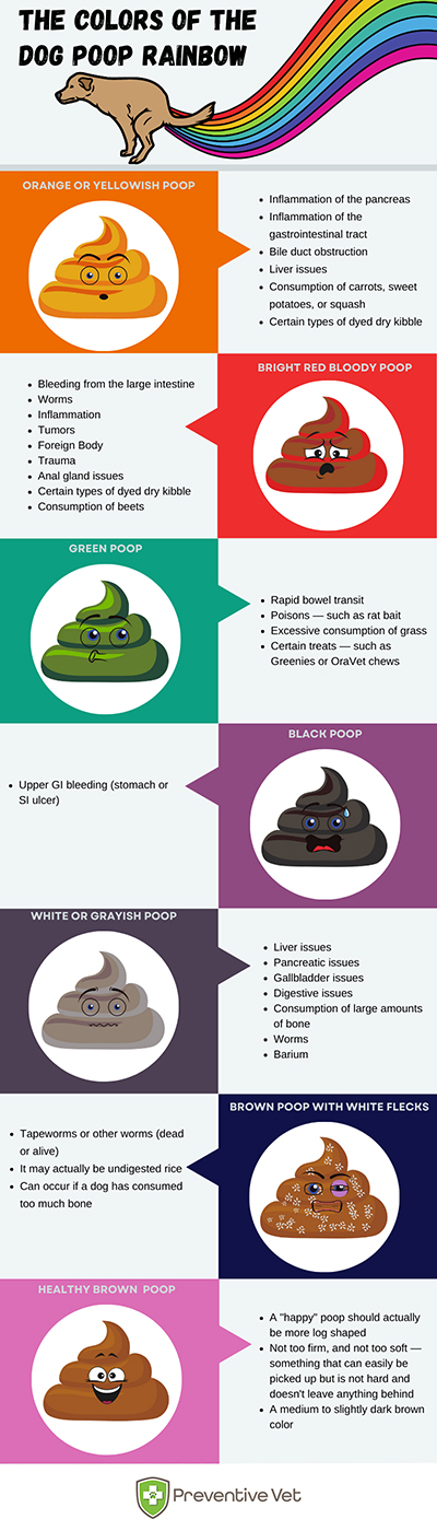 What Dog Poo Can Tell You About Their Health Preventive Vet